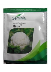 Girija Cauliflower